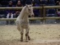 Equita Longines - Le Salon du Cheval de Lyon - 2018 _5035.jpg