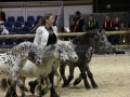 Equita Longines - Le Salon du Cheval de Lyon - 2018 _5084.jpg