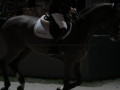 Concours Hippique International de Genève 2019 _ 2699_copy