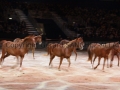 Equita Longines - le Salon du Cheval de Lyon_8198s.jpg