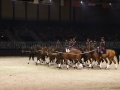 Equita Longines - le Salon du Cheval de Lyon_7990s.jpg