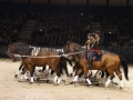 Equita Longines - le Salon du Cheval de Lyon_7993s.jpg