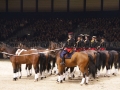 Equita Longines - le Salon du Cheval de Lyon_7994s.jpg