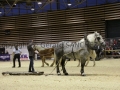 Equita Longines - Le Salon du Cheval de Lyon - 2018 _3254.jpg