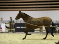 Equita Longines - Le Salon du Cheval de Lyon - 2018 _3310.jpg