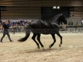 Equita Longines - Le Salon du Cheval de Lyon - 2018 _3331.jpg