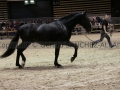 Equita Longines - Le Salon du Cheval de Lyon - 2018 _3332.jpg