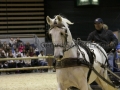 Equita Longines - Le Salon du Cheval de Lyon - 2018 _3451.jpg