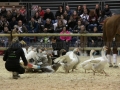 Equita Longines - Le Salon du Cheval de Lyon - 2018 _3633.jpg