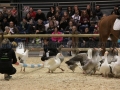 Equita Longines - Le Salon du Cheval de Lyon - 2018 _3646.jpg