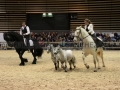 Equita Longines - Le Salon du Cheval de Lyon - 2018 _3852.jpg