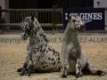 Equita Longines - Le Salon du Cheval de Lyon - 2018 _3880.jpg