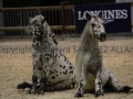 Equita Longines - Le Salon du Cheval de Lyon - 2018 _3881.jpg