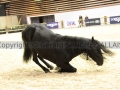 Equita Longines - Le Salon du Cheval de Lyon - 2018 _3923.jpg