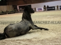 Equita Longines - Le Salon du Cheval de Lyon - 2018 _3959.jpg