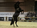 Equita Longines - Le Salon du Cheval de Lyon - 2018 _4034.jpg