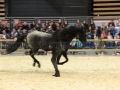 Equita Longines - Le Salon du Cheval de Lyon - 2018 _4055.jpg