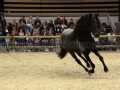 Equita Longines - Le Salon du Cheval de Lyon - 2018 _4059.jpg