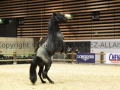 Equita Longines - Le Salon du Cheval de Lyon - 2018 _4095.jpg