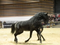 Equita Longines - Le Salon du Cheval de Lyon - 2018 _4192.jpg