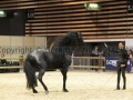 Equita Longines - Le Salon du Cheval de Lyon - 2018 _4288.jpg