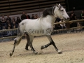 Equita Longines - Le Salon du Cheval de Lyon - 2018 _4459.jpg