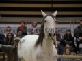 Equita Longines - Le Salon du Cheval de Lyon - 2018 _4491.jpg