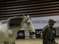 Equita Longines - Le Salon du Cheval de Lyon - 2018 _4495.jpg