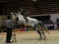 Equita Longines - Le Salon du Cheval de Lyon - 2018 _4512.jpg