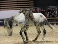 Equita Longines - Le Salon du Cheval de Lyon - 2018 _4513.jpg