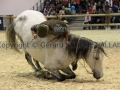 Equita Longines - Le Salon du Cheval de Lyon - 2018 _4517.jpg