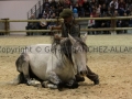 Equita Longines - Le Salon du Cheval de Lyon - 2018 _4520.jpg