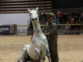 Equita Longines - Le Salon du Cheval de Lyon - 2018 _4527.jpg