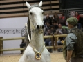 Equita Longines - Le Salon du Cheval de Lyon - 2018 _4530.jpg