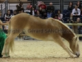 Equita Longines - Le Salon du Cheval de Lyon - 2018 _4616.jpg