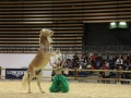 Equita Longines - Le Salon du Cheval de Lyon - 2018 _4622.jpg