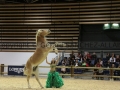 Equita Longines - Le Salon du Cheval de Lyon - 2018 _4623.jpg