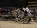 Equita Longines - Le Salon du Cheval de Lyon - 2018 _4665.jpg