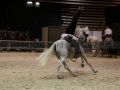 Equita Longines - Le Salon du Cheval de Lyon - 2018 _4723.jpg