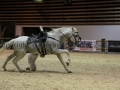 Equita Longines - Le Salon du Cheval de Lyon - 2018 _4770.jpg