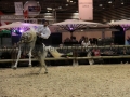 Equita Longines - Le Salon du Cheval de Lyon - 2018 _4810.jpg