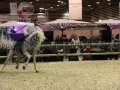 Equita Longines - Le Salon du Cheval de Lyon - 2018 _4811.jpg