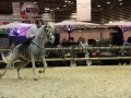 Equita Longines - Le Salon du Cheval de Lyon - 2018 _4812.jpg