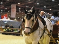 Equita Lyon 2017 _ Cabaret Equestre_20171101_2295 _ Chevaux de trait du Rhone - Copyright Gerard SANCHEZ-ALLAIS.jpg