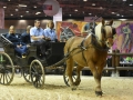 Equita Lyon 2017 _ Cabaret Equestre_20171101_2304 _ Chevaux de trait du Rhone - Copyright Gerard SANCHEZ-ALLAIS.jpg