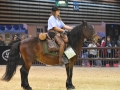 Equita Lyon 2017 _ Cabaret Equestre_20171101_2332 _ Chevaux de trait du Rhone - Copyright Gerard SANCHEZ-ALLAIS.jpg