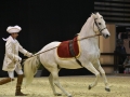 Equita Lyon 2017 _ Cabaret Equestre_20171101_2636 _ Mario STIVAL - Copyright Gerard SANCHEZ-ALLAIS.jpg